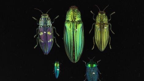 Five iridescent green and blue coloured beetles arranged on a black background